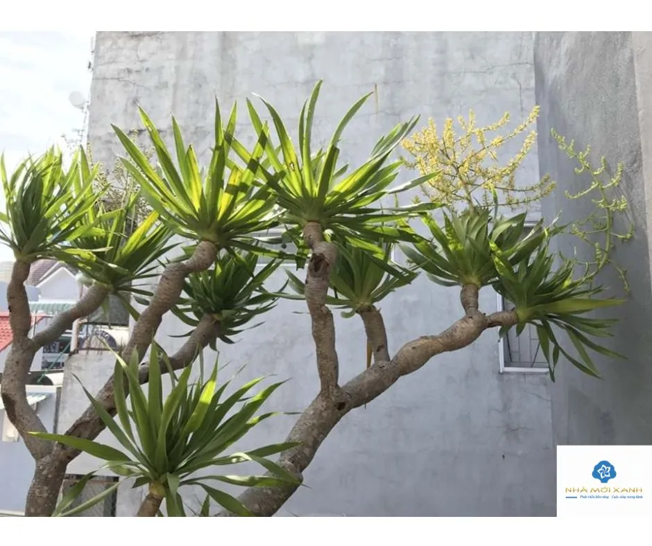 Cây Phát Tài Núi với lá bị vàng úa do thiếu sáng hoặc sâu bệnh.