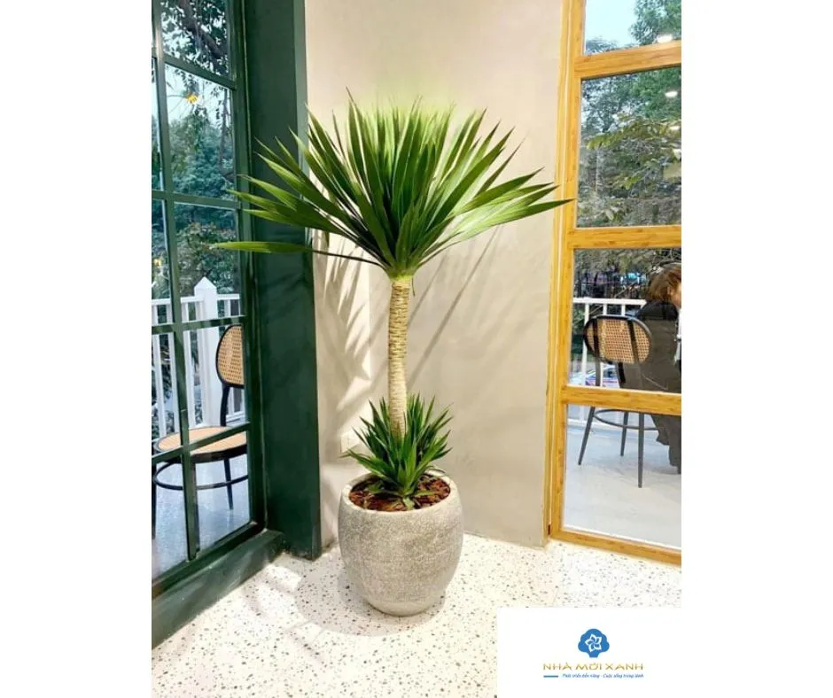 Cây Phát Tài Núi giúp làm sạch không khí trong không gian sống.