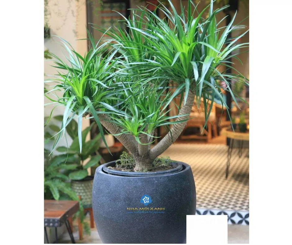 Cây Phát Tài Núi với dáng vẻ uy nghi, mang ý nghĩa thu hút tài lộc.