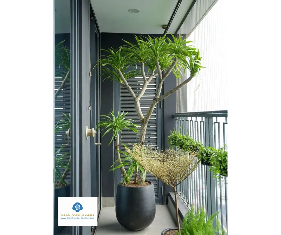 Cận cảnh lá cây Phát Tài Núi, cần lưu ý khi có trẻ nhỏ hoặc vật nuôi.