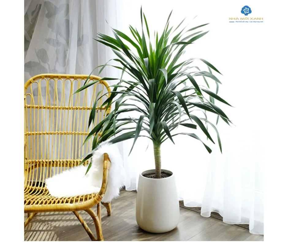 Chuẩn bị chậu và đất trồng cho cây Phát Tài Núi.