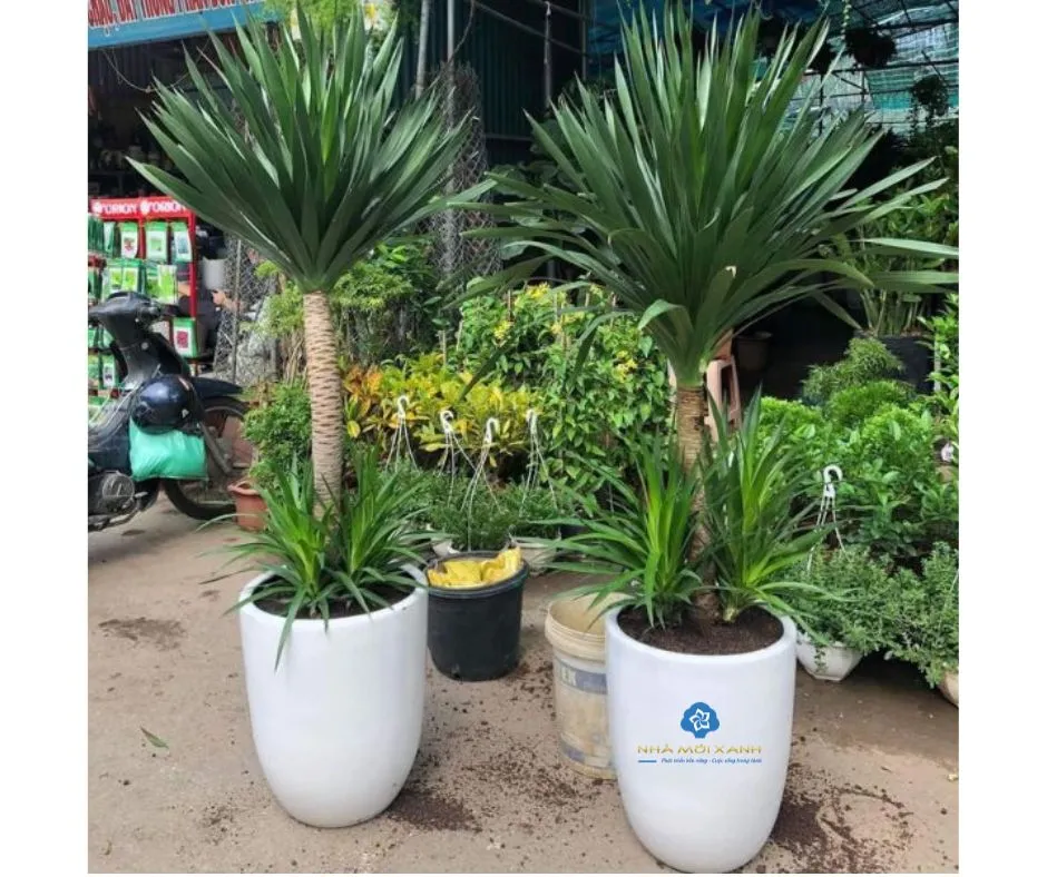 Cành cây Phát Tài Núi đang được giâm để nhân giống.