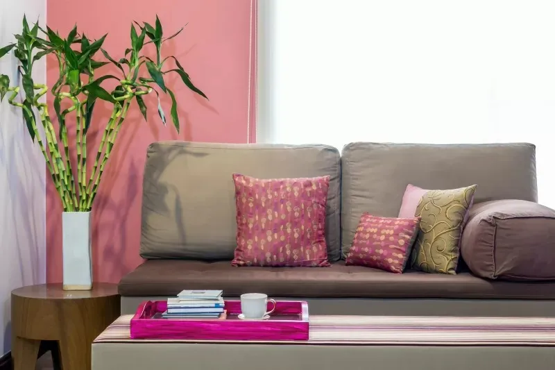 Cận cảnh một chậu cây phát tài phát lộc xanh tốt, tượng trưng cho sự phát triển và thịnh vượng.