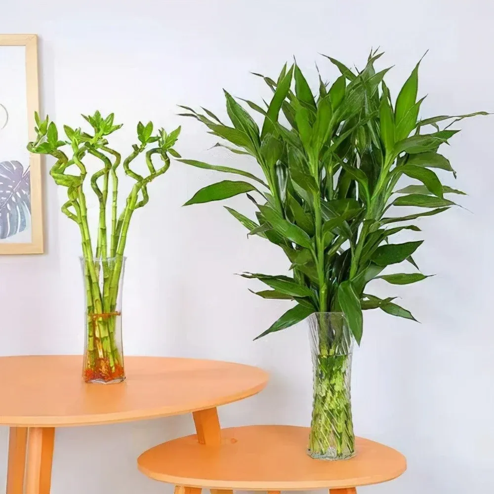 Nhiều chậu cây phát tài phát lộc được sắp xếp hài hòa trong một không gian nội thất, tạo điểm nhấn xanh mát.