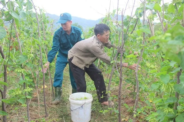 Hoa thiên lý bén duyên với đất Nam Đàn từ hơn 5 năm trở lại đây và trở thành cây trồng chủ lực của nhiều xã.