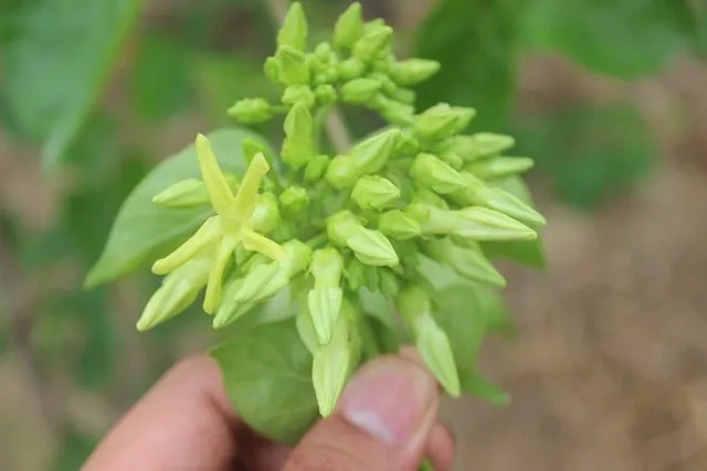 Hoa thiên lý có giá trị dinh dưỡng cao, có tác dụng chữa bệnh, đặc biệt là giúp nam giới tăng cường sinh lực và dẻo dai.