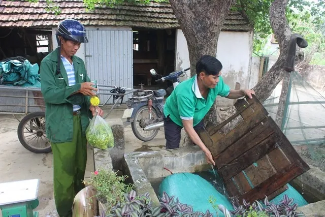 Hoa thiên lý đang giúp người dân thoát nghèo bền vững...
