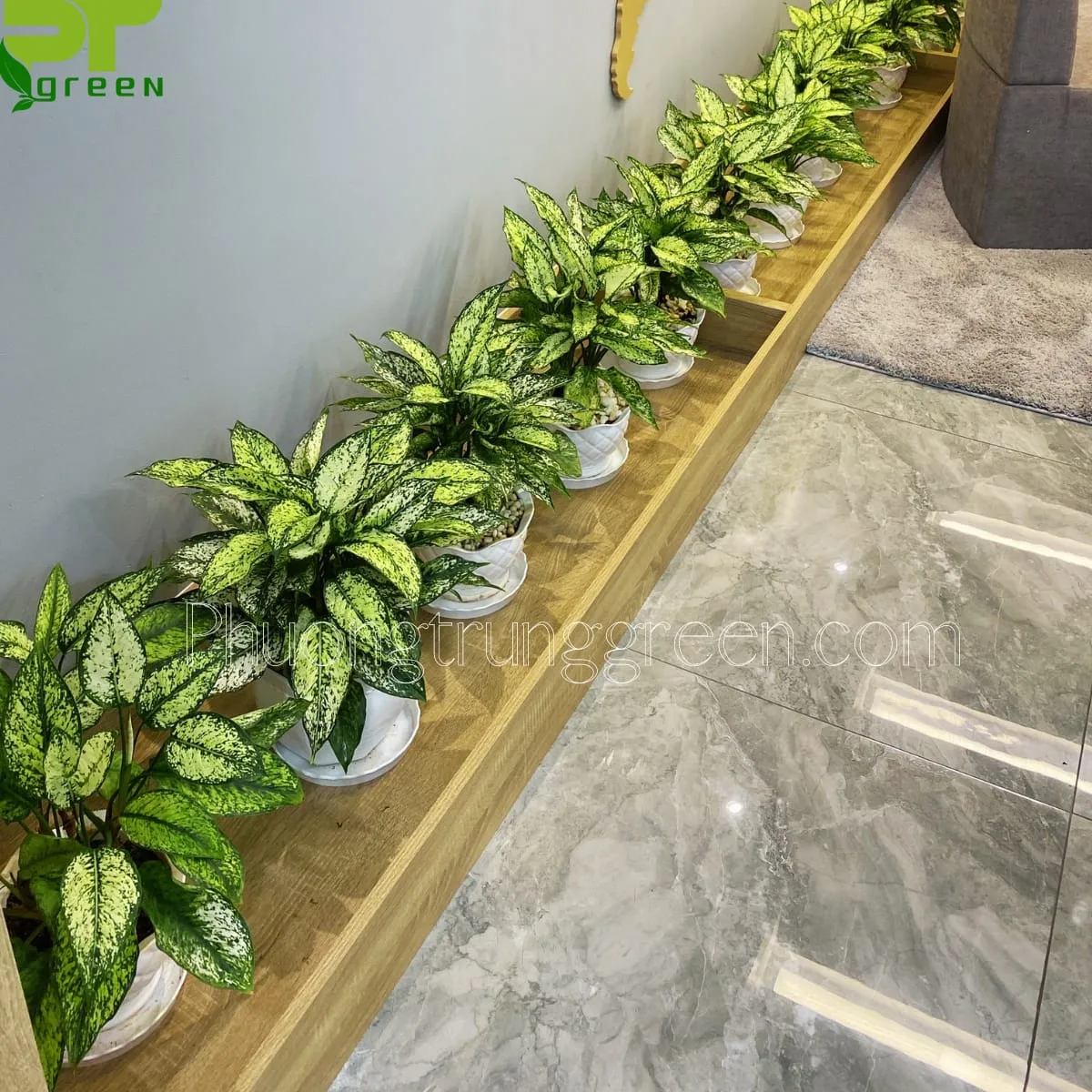 Cây Ngọc Ngân trang trí cho nhà hàng