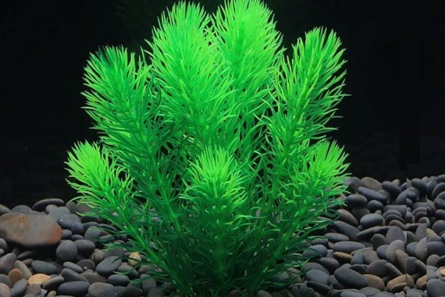 Cây rong đuôi chó