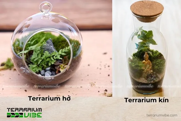 Terrarium có 2 loại hệ sinh thái hồ cạn hở và kín