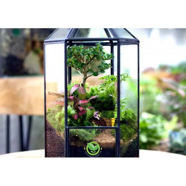 Hướng dẫn setup Terrarium chuẩn đẹp