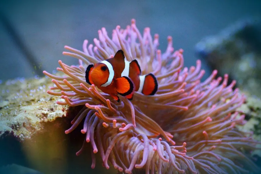 Bể cá mini không cần phải thả nhiều cá, có thể một hoặc 2 con là hợp lý