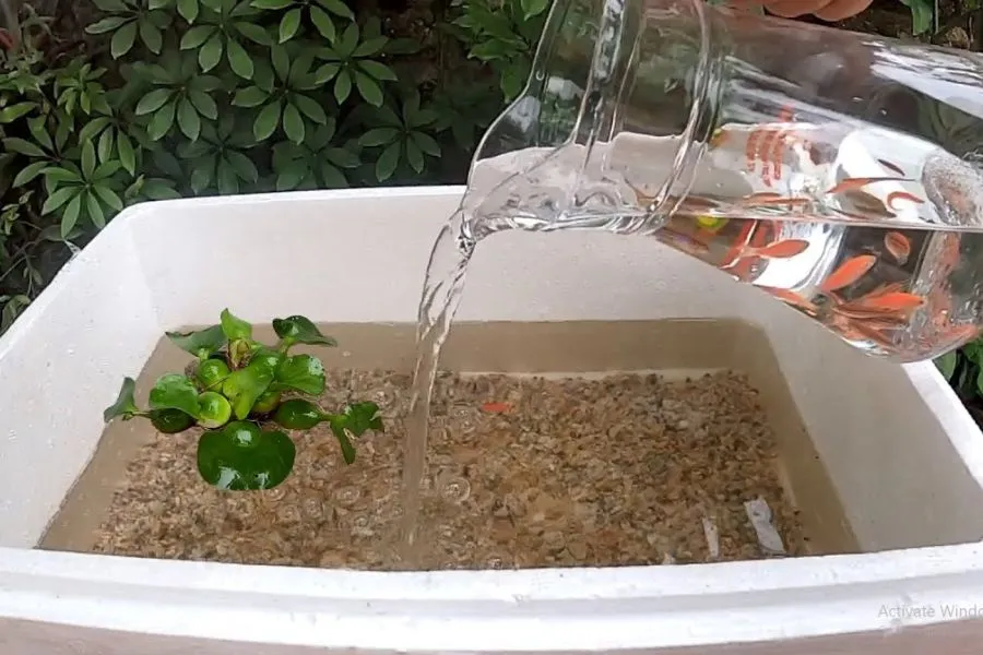 Thả cá vào hồ thủy sinh