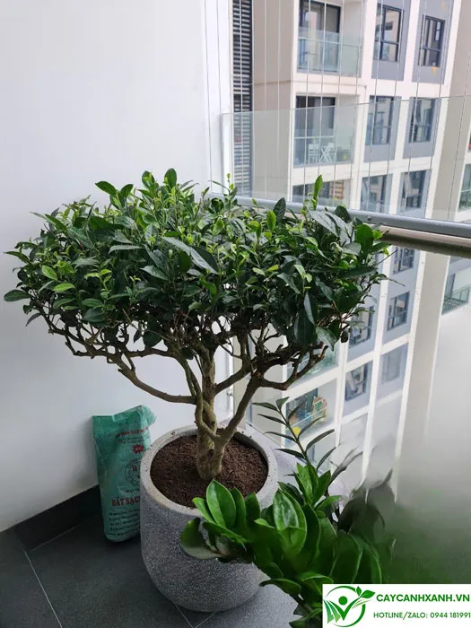 Thành phần có trong cây trà xanh