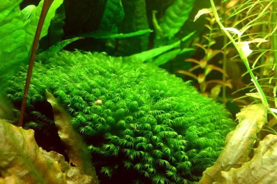 Cây thủy phượng vĩ