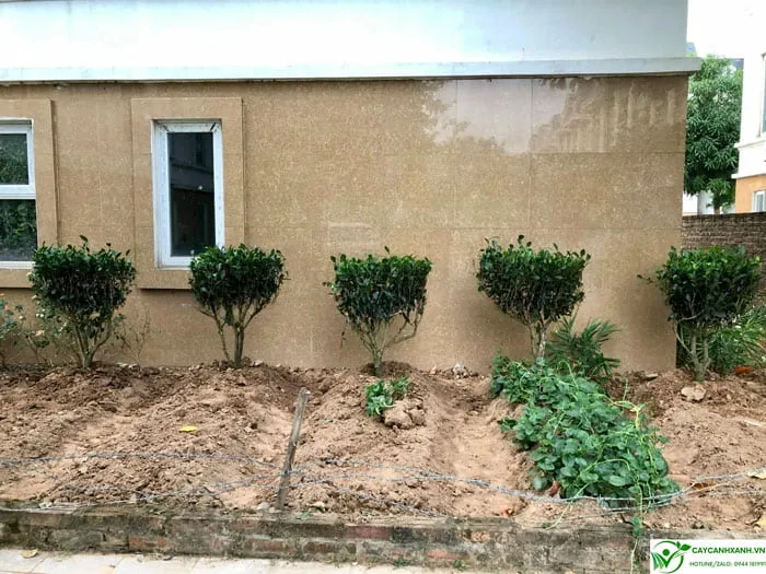 Trà xanh được trồng thành hàng ở vườn