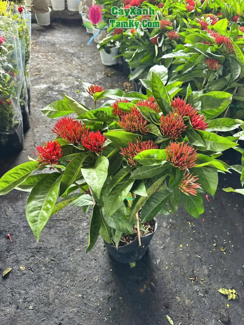 Nhiều chậu cây bông trang thái đỏ được trưng bày