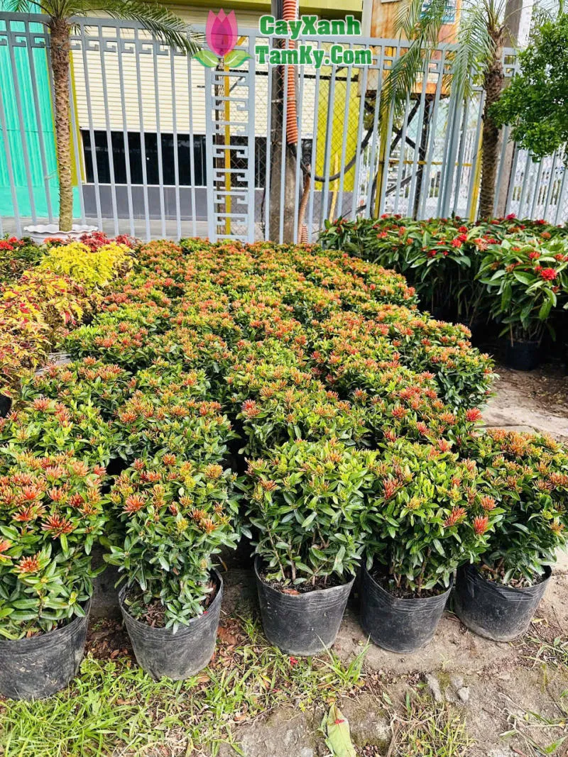 Cận cảnh những chùm hoa đỏ rực của cây bông trang