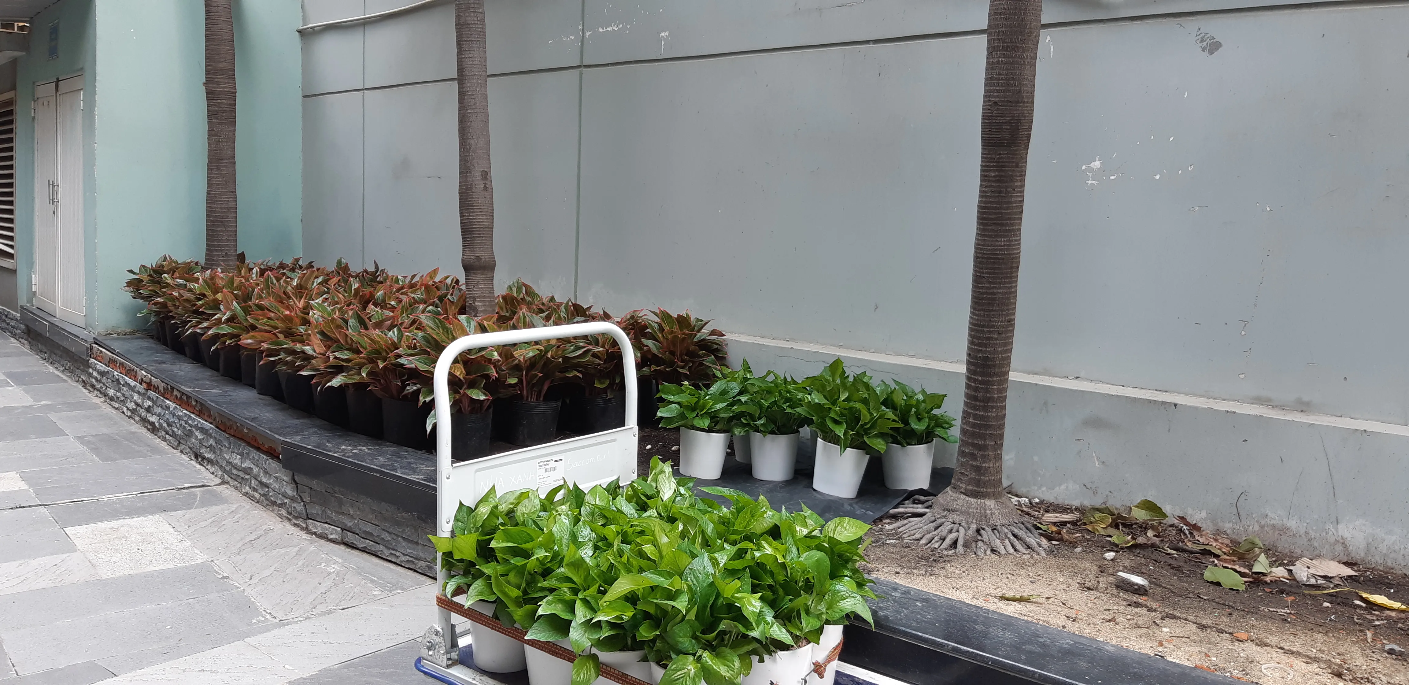 Cây Trầu Bà Thái xanh tại vườn ươm Sohala