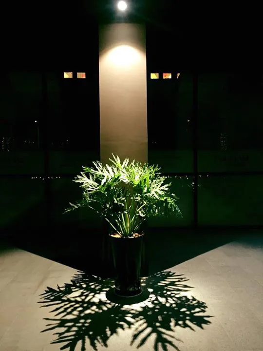 Cây Trầu Bà Thanh Xuân trang trí nội thất