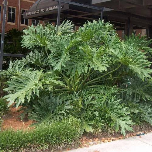 Cây Trầu Bà Thanh Xuân có thể bị vàng lá