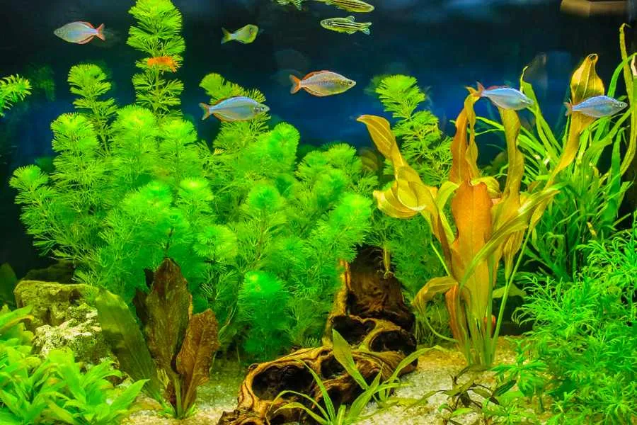 Trồng cây thủy sinh cho bể cá mini tăng thêm thẩm mỹ