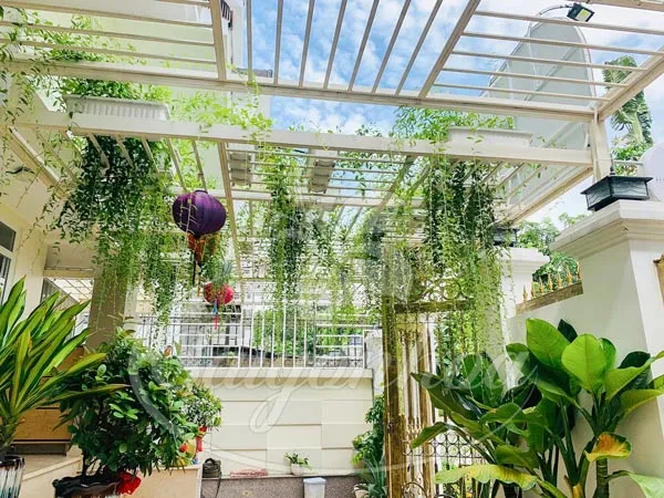 Cúc tần Ấn Độ che chắn ban công, tạo sự riêng tư