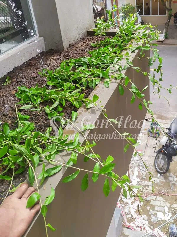 Tưới nước chăm sóc cây cúc tần