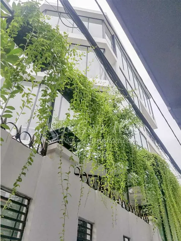 Cây cúc tần được trồng sát tường tạo mảng xanh