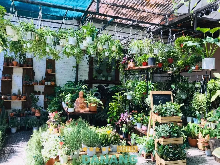 Cây Thiết Mộc Lan tại Mộc Garden Đà Nẵng