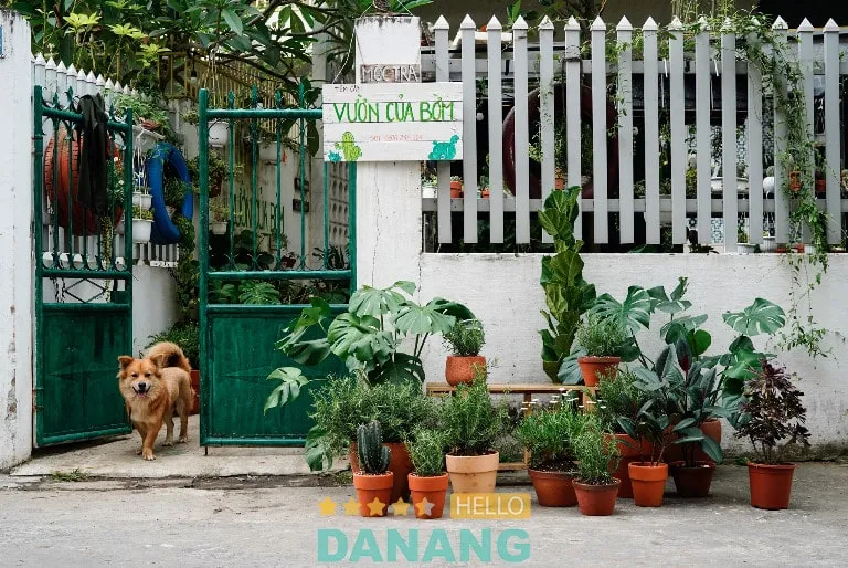 Sen đá mini tại Vườn Của Bốm Đà Nẵng