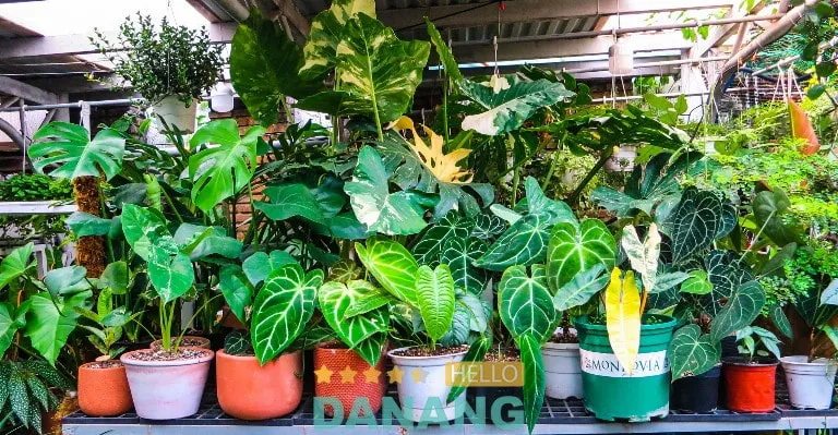 Cây Lưỡi Hổ tại Góc Vườn La Cà Đà Nẵng