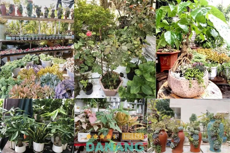 Sen đá và cây mini tại Vườn Nhà Mèo Đà Nẵng