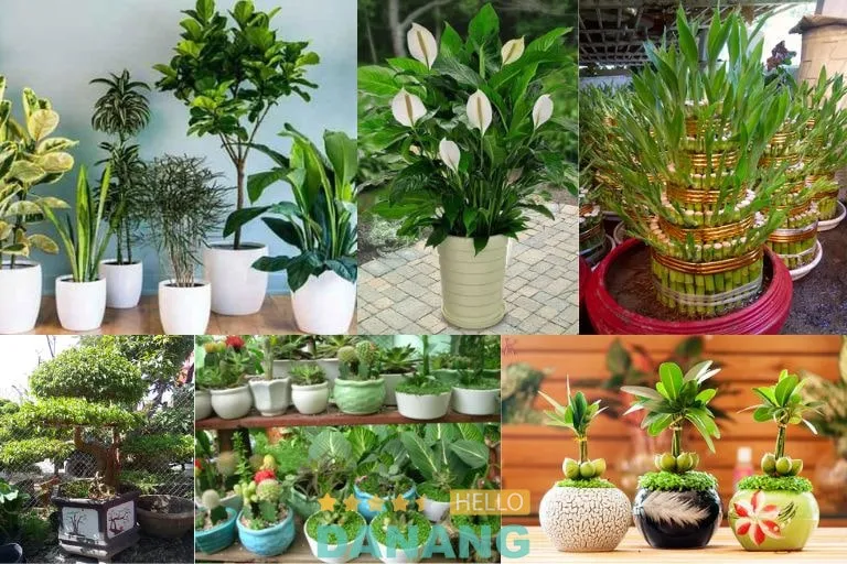 Các loại cây cảnh đa dạng tại Cây Cảnh Túy Hiền Đà Nẵng