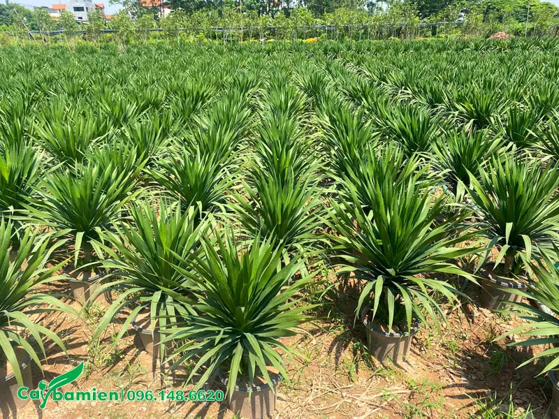 Vườn nhân giống cây phát tài núi