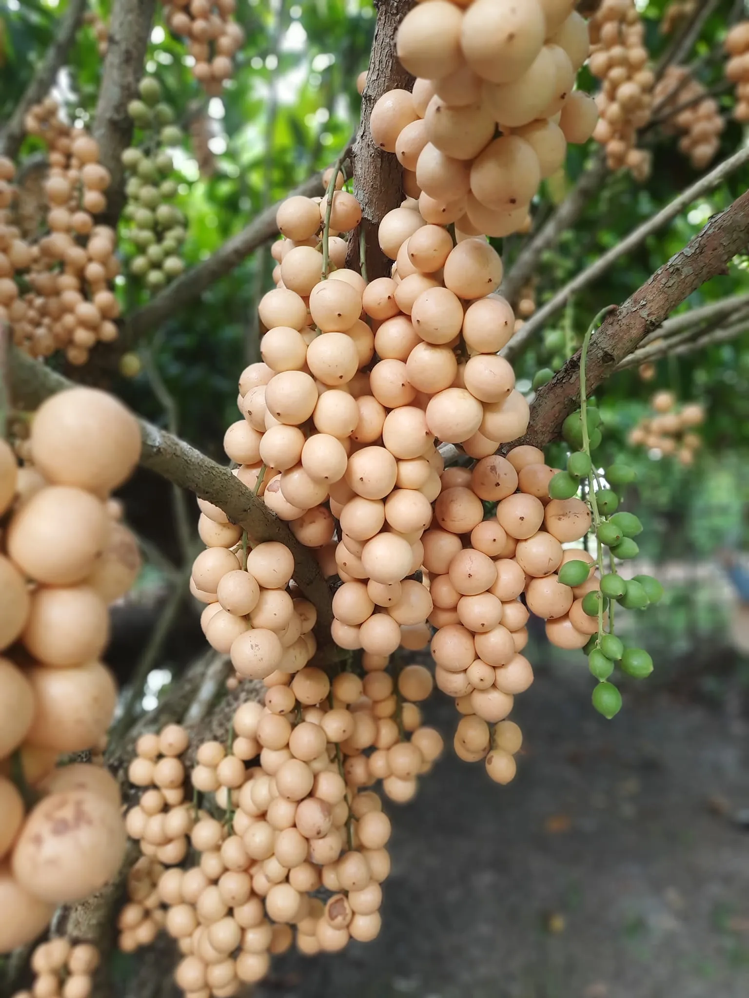 Vườn trái cây Mỹ Khánh sai trĩu quả