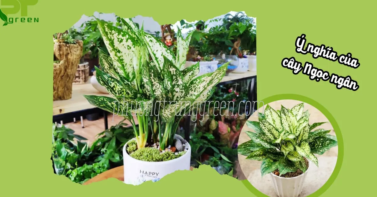 Ý nghĩa cây Ngọc Ngân về phong thủy và tình yêu