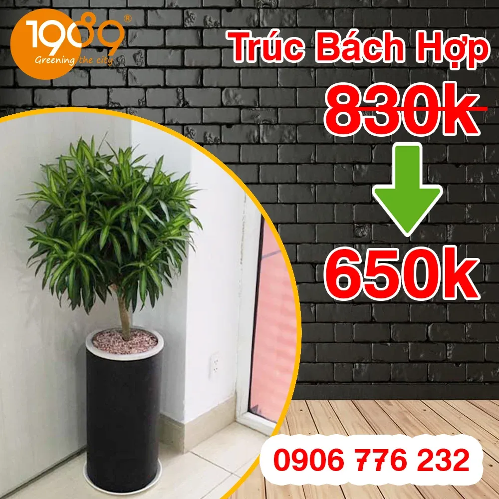 Trúc Bách Hợp - Ý Nghĩa Phong Thủy Và Cách Chăm Sóc Cây