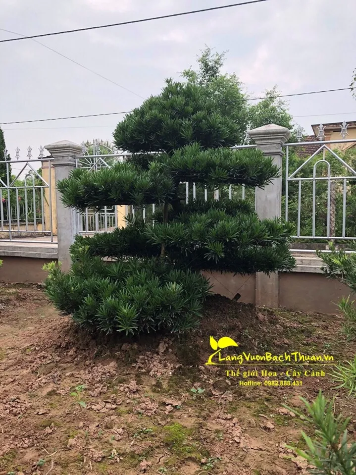 Cận cảnh chậu cây tùng la hán được tạo dáng bonsai tinh xảo