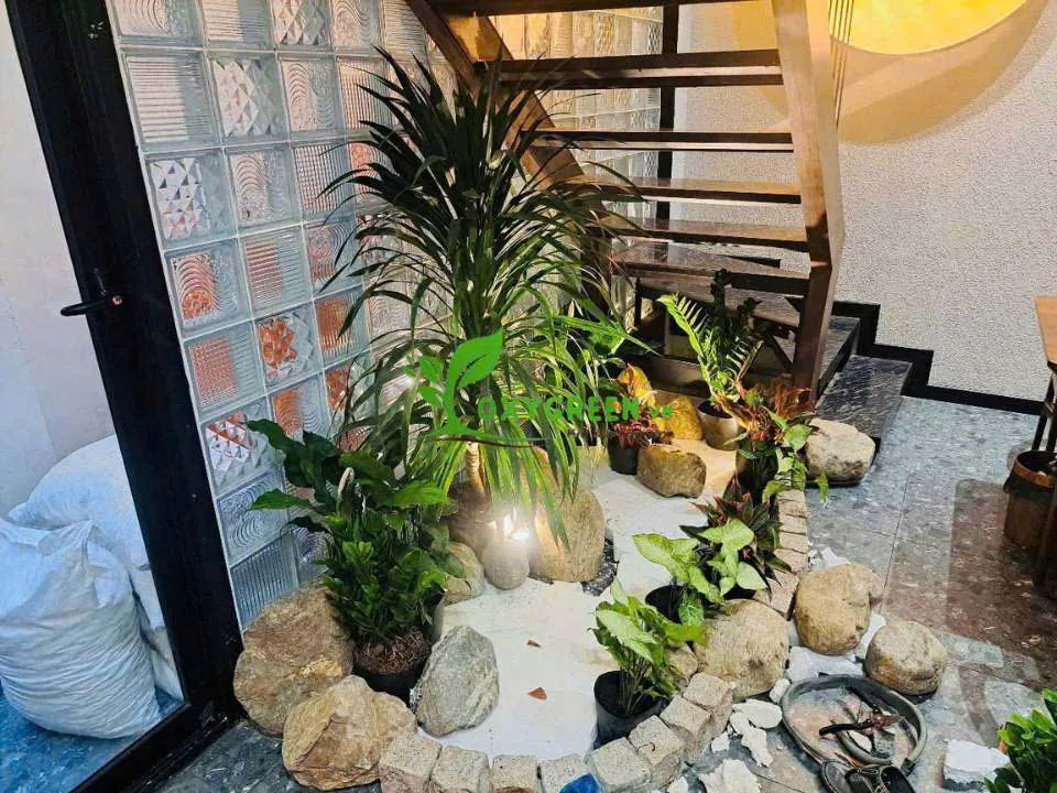 Cây phát tài núi với nhiều kích cỡ khác nhau