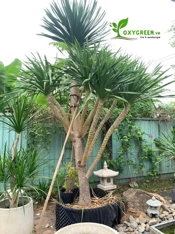 Cây phát tài núi nhiều nhánh với vẻ đẹp sum suê