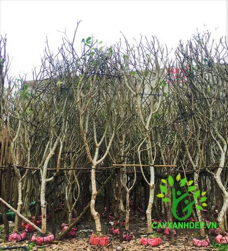 Cây Sứ Đại - Cây Công Trình