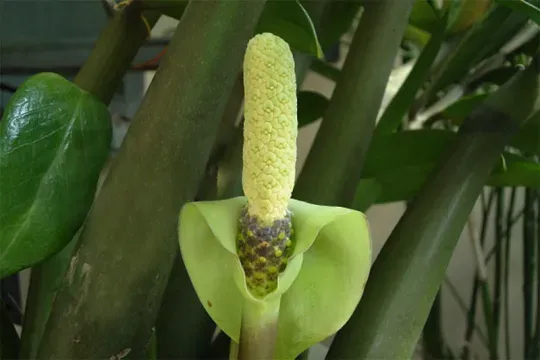 Cây kim tiền nở hoa trắng