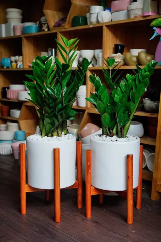 Cây kim tiền trang trí nội thất