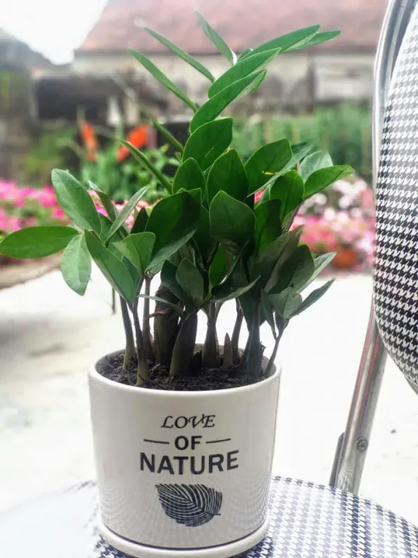 Cây kim tiền mini để bàn làm việc