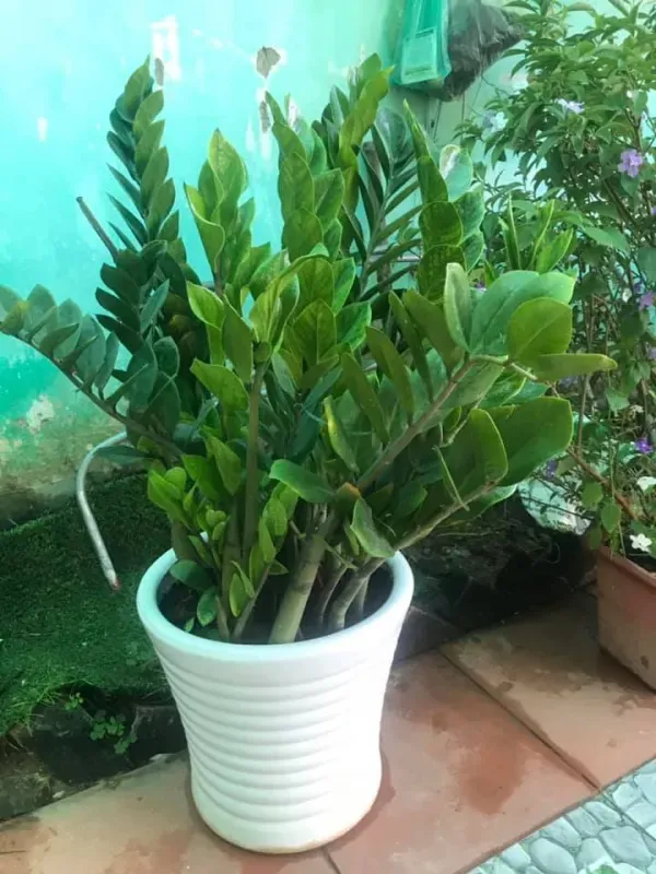 Cây kim tiền trong chậu đặt ở ban công