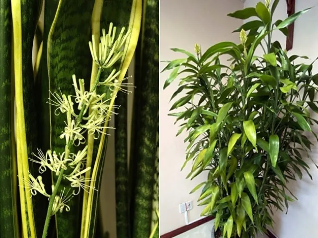 5 cây cảnh này đột nhiên ra hoa, gia chủ nên chuẩn bị sẵn túi 3 gang mà đừng vàng