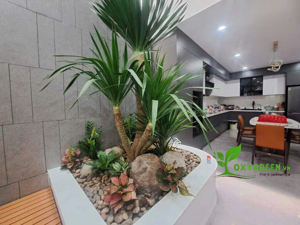 Cây phát tài núi đặt trong nhà tạo không gian xanh