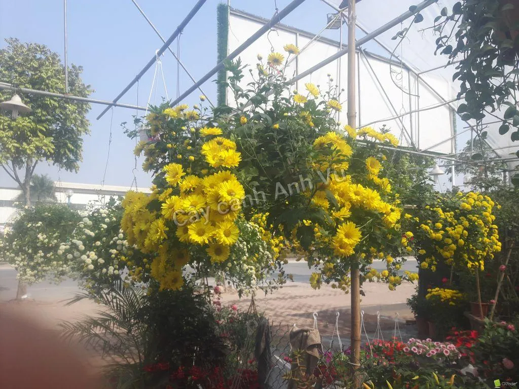 Cận cảnh những bông cúc rủ màu vàng rực rỡ