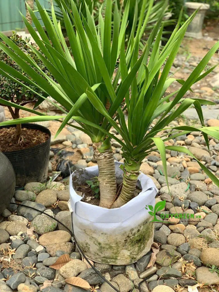 Cây phát tài núi ghép nhiều thân tạo sự cân đối